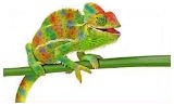 tetraristika