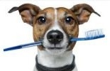 zubní pasta a kartáček pro psa